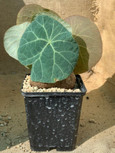 Load image into Gallery viewer, STEPHANIA KAWEESAKII LIVE PLANT #0303 For Sale