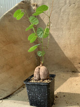 将图片加载到图库查看器，TYLOSEMA FASSOGLENSIS LIVE PLANT #0113 For Sale