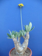 Load image into Gallery viewer, Pachypodium densiflorum LIVE PLANT #0143 For Sale