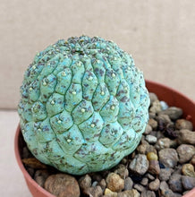 Load image into Gallery viewer, TRICHOCAULON CACTIFORME LIVE PLANT #5568 For Sale