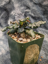 将图片加载到图库查看器，Boswellia nana LIVE PLANT #55 For Sale
