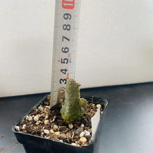 Indlæs billede til gallerivisning Pseudolithos caput-viperae LIVE PLANT #85 For Sale