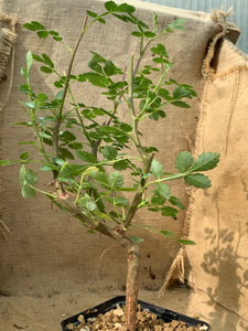 BURSERA GLABRIFOLIA LIVE PLANT #3975 For Sale