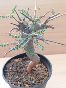 Boswellia neglecta LIVE PLANT #3183 For Sale