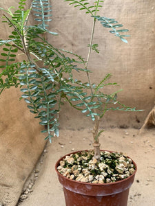 OPERCULYCARIA HYPPHAENOIDES LIVE PLANT #0565 For Sale