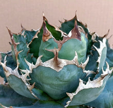 Load image into Gallery viewer, AGAVE TITANOTA LIVE PLANT #074 For Sale