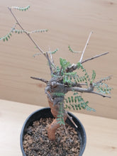 Load image into Gallery viewer, Boswellia neglecta LIVE PLANT #3183 For Sale
