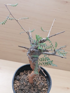 Boswellia neglecta LIVE PLANT #3183 For Sale