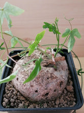 将图片加载到图库查看器，Adenia lindenii LIVE PLANT #076883 For Sale