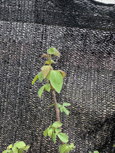 Load image into Gallery viewer, Commiphora Eminii 3 Seeds