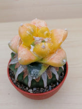 Načíst obrázek do prohlížeče Galerie, Ariocarpus retusus variegata LIVE PLANT #03323 For Sale