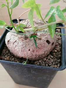 Adenia lindenii LIVE PLANT #076883 For Sale