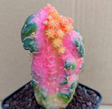 Load image into Gallery viewer, MYRTILLOCALYCIUM CHIMERA VARIEGATED LIVE PLANT #0711 For Sale