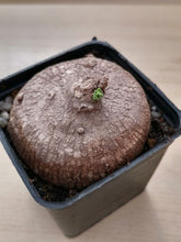 将图片加载到图库查看器，Pentagonanthus grandiflorus LIVE PLANT #01544 For Sale
