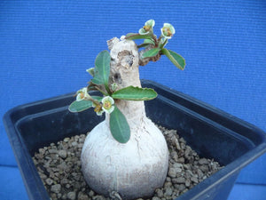 Euphorbia subapoda LIVE PLANT #0129 For Sale