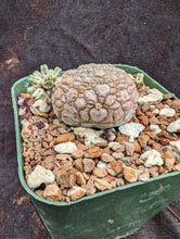 Load image into Gallery viewer, Pseudolithos miguritinus LIVE PLANT #785 For Sale