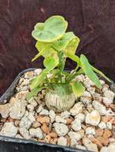 将图片加载到图库查看器，Adenia aculeata LIVE PLANT #031 For Sale
