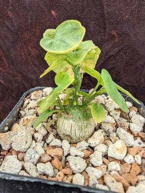 Adenia aculeata LIVE PLANT #031 For Sale
