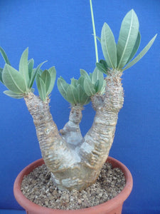 Pachypodium densiflorum LIVE PLANT #0143 For Sale