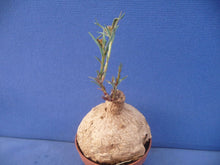 Load image into Gallery viewer, Euphorbia trichadenia LIVE PLANT #0132 For Sale