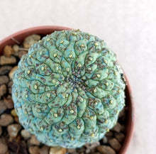 Load image into Gallery viewer, TRICHOCAULON CACTIFORME LIVE PLANT #5568 For Sale
