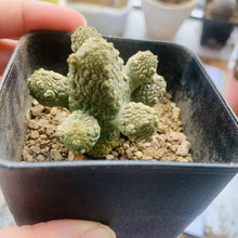 Load image into Gallery viewer, Pseudolithos dodsonianus LIVE PLANT #085 For Sale