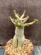 Load image into Gallery viewer, ADENIUM MÉDUSA LIVE PLANT #7833 For Sale