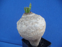 Load image into Gallery viewer, Euphorbia decidua LIVE PLANT #0112 For Sale