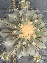 Load image into Gallery viewer, COPIAPOA DEALBATA LIVE PLANT #243 For Sale