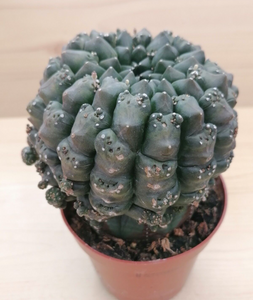 Euphorbia gymnocalycioides LIVE PLANT #54720