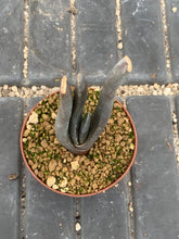 Load image into Gallery viewer, ALOE SUZANNAE POT LIVE PLANT #0723 For Sale