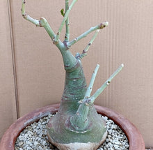 Load image into Gallery viewer, ADENIA GLAUCA LIVE PLANT #031 For Sale