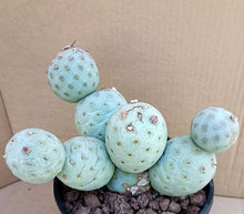 Load image into Gallery viewer, TEPHROCACTUS GEOMETRICUS LIVE PLANT #33 For Sale