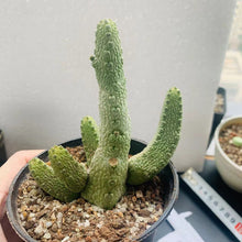 Load image into Gallery viewer, Pseudolithos dodsonianus LIVE PLANT #415 For Sale
