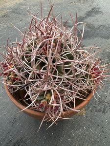 Echinocactus Polycephalus LIVE PLANT #0083 For Sale