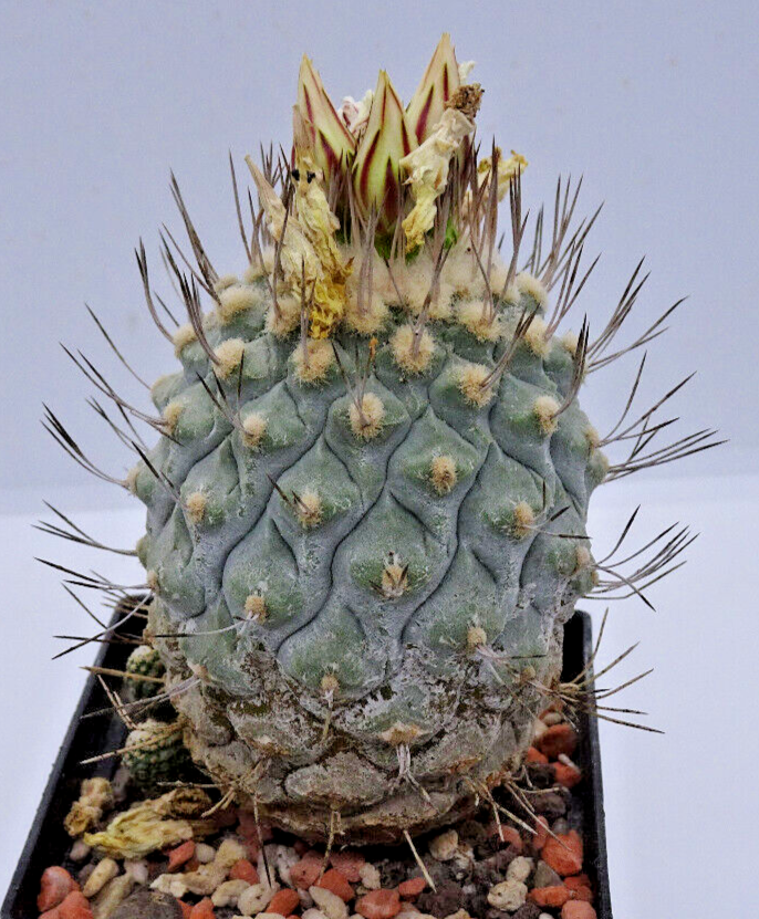 Stombocactus disciformis LIVE PLANT #055 For Sale