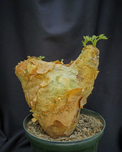 Load image into Gallery viewer, Cyphostemma uter var macropus LIVE PLANT #071 For Sale