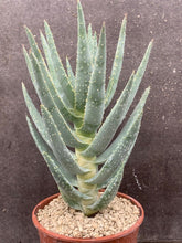 Load image into Gallery viewer, ALOE DICHOTOMA LIVE PLANT #0883 For Sale