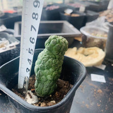 将图片加载到图库查看器，Trichocaulon cactiformis LIVE PLANT #5515 For Sale