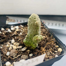 Load image into Gallery viewer, Pseudolithos caput-viperae LIVE PLANT #85 For Sale