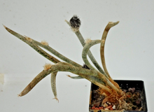 Indlæs billede til gallerivisning Astrophytum caput medusae LIVE PLANT #453 For Sale