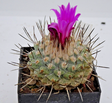 Load image into Gallery viewer, Stombocactus red flower (pulcherrimus) LIVE PLANT #453 For Sale