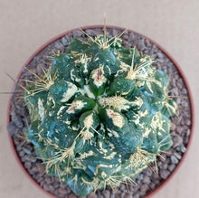 Load image into Gallery viewer, FEROCACTUS FLAVOVIRENS X RODHANTUS LIVE PLANT #08 For Sale