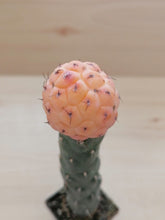 Load image into Gallery viewer, Tephrocactus geometricus variegata LIVE PLANT #4313 For Sale