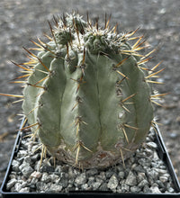 Load image into Gallery viewer, Copiapoa cinerea ‘Albispina’ XL #076 For Sale