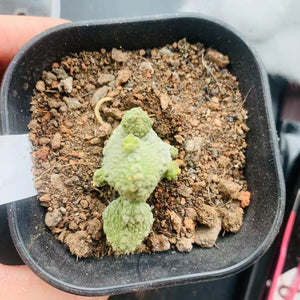 Pseudolithos dodsonianus LIVE PLANT #2005 For Sale