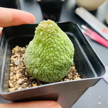 Load image into Gallery viewer, Pseudolithos migiurtinus LIVE PLANT #0885 For Sale