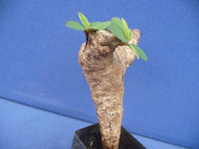 Load image into Gallery viewer, Euphorbia uhligianaorbia itremensis LIVE PLANT #0111 For Sale