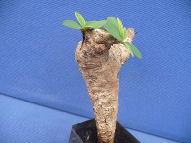 Euphorbia uhligianaorbia itremensis LIVE PLANT #0111 For Sale