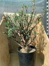Load image into Gallery viewer, SENNA MERIDIONALIS LIVE PLANT #0700 For Sale